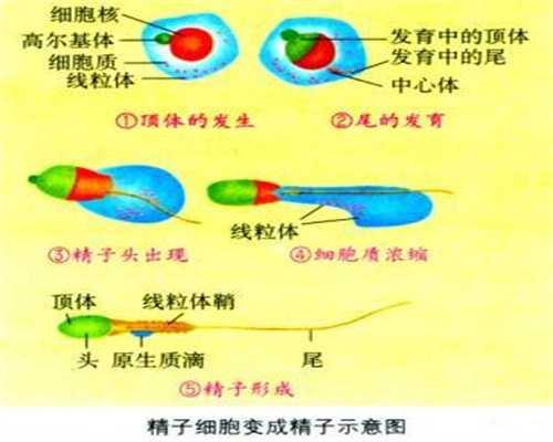  武汉最大的代孕机构_【专业代孕服务】_白血病的血常规有哪些指标？